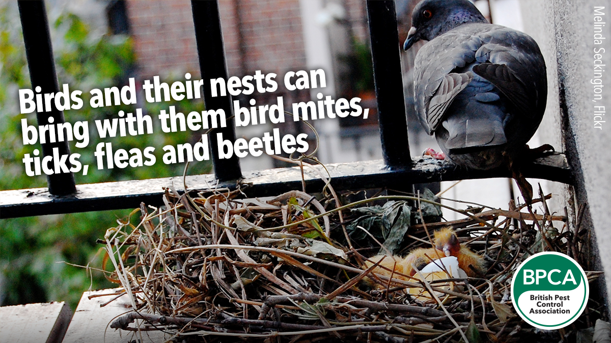 Bird mites, ticks, fleas and beetles Bird mites, ticks, fleas and beetles